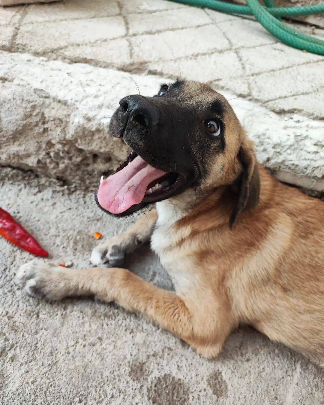 Ventura Veteriner Kliniği