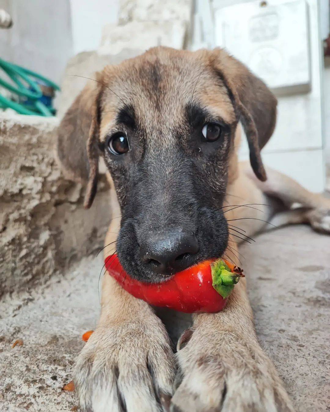 Ventura Veteriner Kliniği
