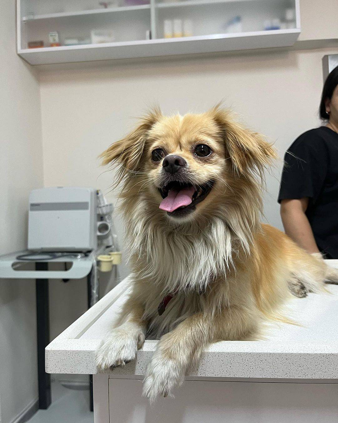 Ventura Veteriner Kliniği