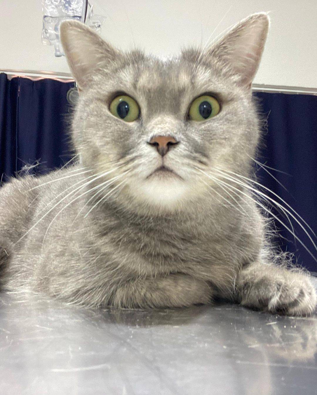 Ventura Veteriner Kliniği