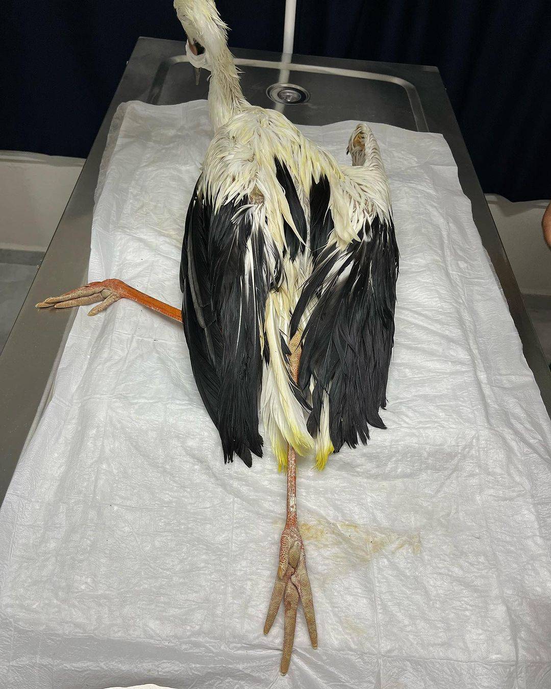 Ventura Veteriner Kliniği