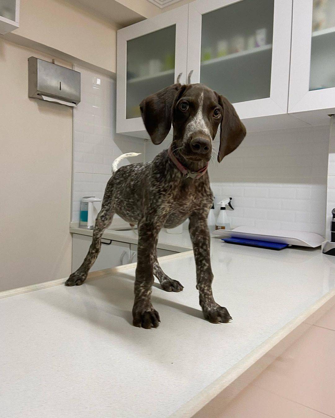 Ventura Veteriner Kliniği