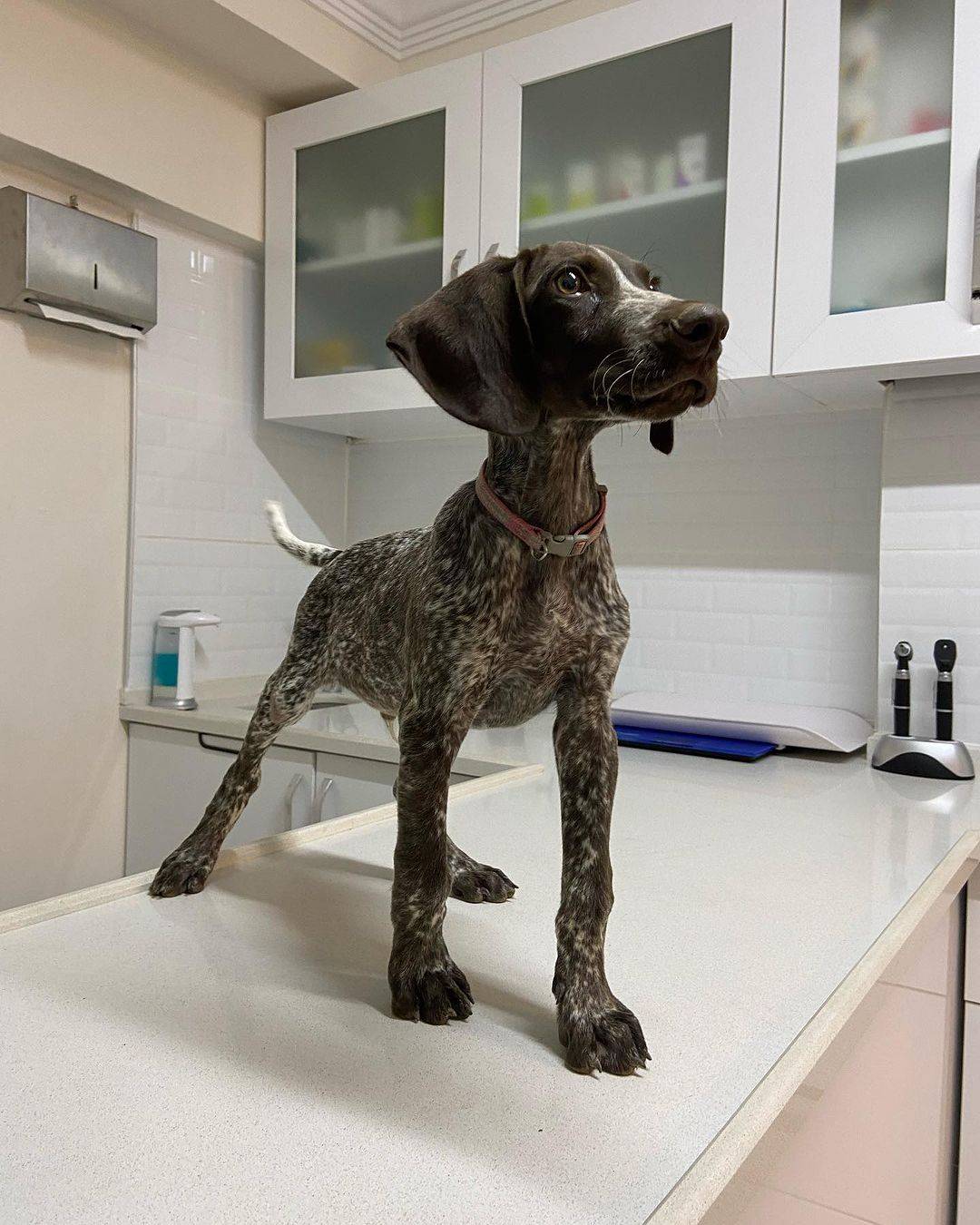 Ventura Veteriner Kliniği