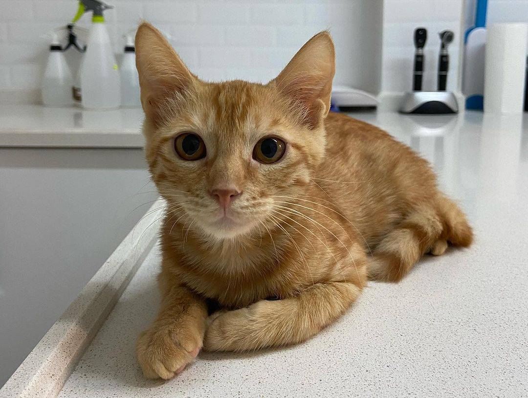 Ventura Veteriner Kliniği