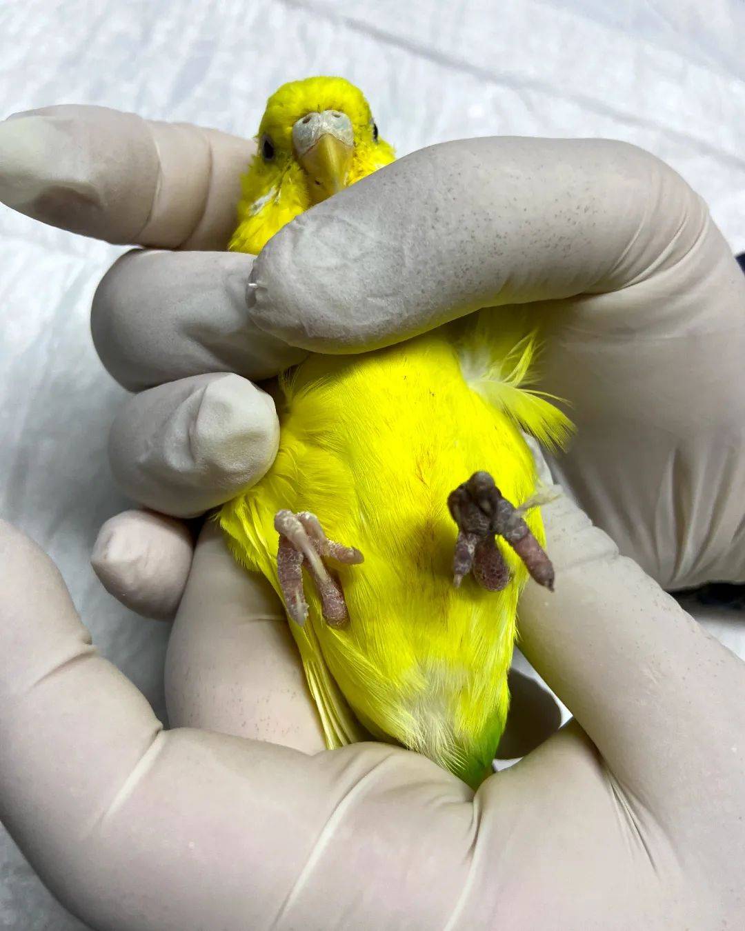 Ventura Veteriner Kliniği