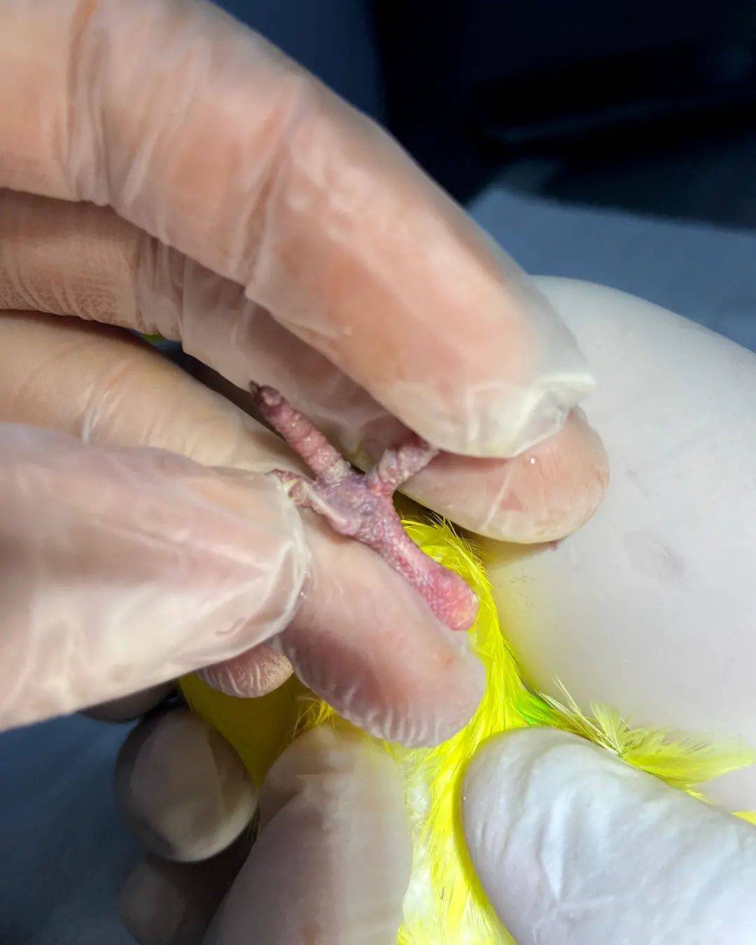 Ventura Veteriner Kliniği