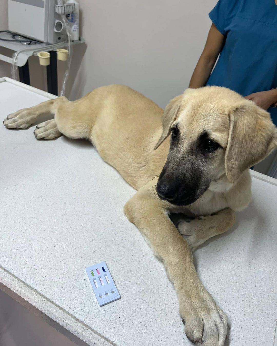 Ventura Veteriner Kliniği